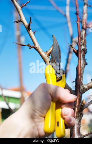 Männliche Hand Schnitt Obst vor dem Beginn des Frühlings Stockfoto