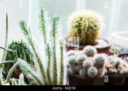 Eingetopfte Kakteen neben einem großen Fenster Stockfoto