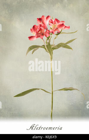 Stammzellen von alstroemeria Blumen auf grünem Hintergrund mit Text. Der botanische Begriff. Stockfoto