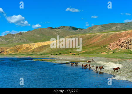 Herde Pferde grasen am Orkhon Flusses, Khangai Nuruu National Park, Oevoerkhangai Aimag, Mongolei Stockfoto