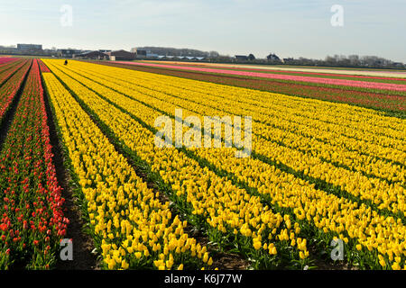 Bereich der blühenden gelben Tulpen für tulpebirne Produktion in den Bollenstreek Bereich tragen, Noordwijkerhout, Niederlande Stockfoto