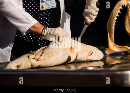 Wissenschaftler führt Shark dissection in Kwazulu Natal Sharks Board in Umhlanga, Südafrika Stockfoto