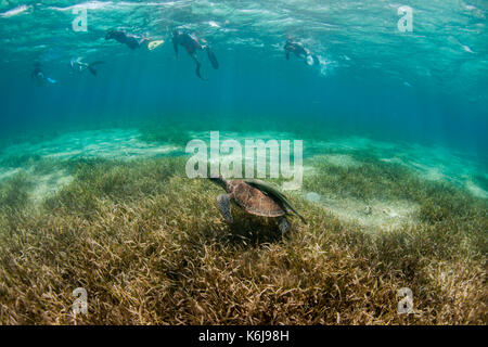 Gruppe von schnorchler mit Schildkröte unter Wasser aus Küste von Roatan Island Reef, Honduras Stockfoto