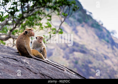 Ein paar tonque macaque auf einem Stein saß, Sri Lanka. Die toque macaque ist ein rötlich-braunen Affen der alten Welt endemisch in Sri Lanka Stockfoto