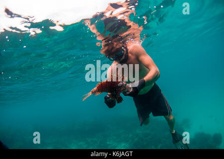 Mann handling Lion fish nach dem Aufgang, im Atlantik Stockfoto