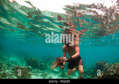 Mann vorsichtig Handling lion Fish nach dem Aufgang, im Atlantik Stockfoto