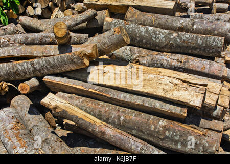 Holz im Depot, schneiden Sie die Protokoll- und zum Verkauf bereit. Stockfoto