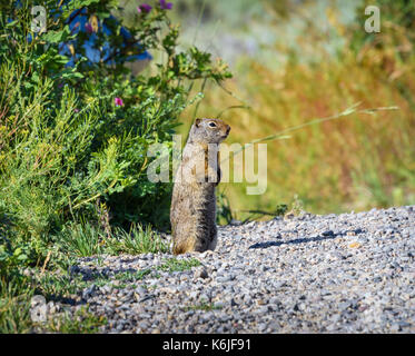 Nette amerikanische Erdhörnchen steht auf den Hinterbeinen, beobachten. Unscharfe natürlichen Hintergrund. Stockfoto