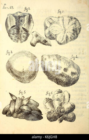 Descripcion de diferentes Piezas de Historia Natural las Mas del ramo Maritimo (Lam. LXV) BHL 41502117 Stockfoto