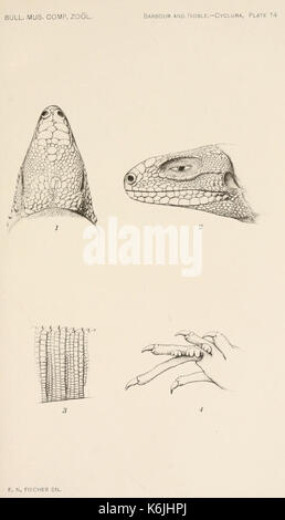 Bulletin des Museums für Vergleichende Zoologie an der Harvard College (Platte 14) BHL 2748404 Stockfoto