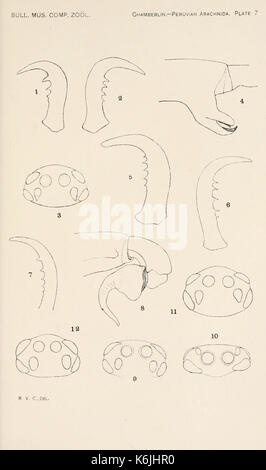 Bulletin des Museums für Vergleichende Zoologie an der Harvard College (Platte 7) BHL 2748637 Stockfoto