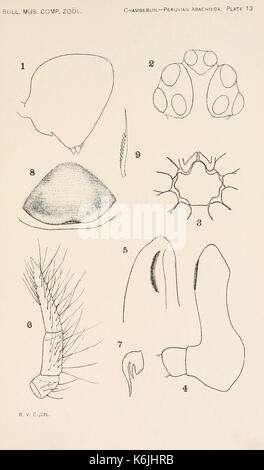 Bulletin des Museums für Vergleichende Zoologie an der Harvard College (Platte 13) BHL 2747871 Stockfoto