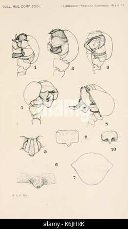 Bulletin des Museums für Vergleichende Zoologie an der Harvard College (Platte 19) BHL 2747895 Stockfoto