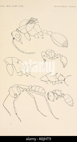 Bulletin des Museums für Vergleichende Zoologie an der Harvard College (Platte 5) BHL 2748361 Stockfoto