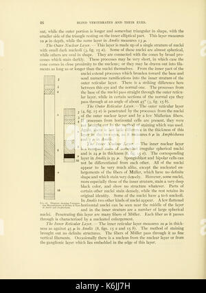 Diese Figur aus dem Werk „Cave Vertebrates of America“ zeigt verschiedene Wirbeltierarten, die in Höhlenlandschaften in Nordamerika vorkommen. Das Buch konzentriert sich auf die Erforschung dieser einzigartigen Arten, die an das unterirdische Leben angepasst sind, und betont ihre evolutionäre Bedeutung. Stockfoto