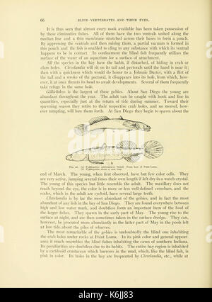 Höhle Wirbeltiere von Amerika (Seite 66, Abb. 26) BHL 3274998 Stockfoto