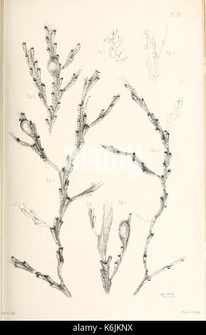 Katalog der marine Polyzoa in der... British Museum BHL 8706980 Stockfoto