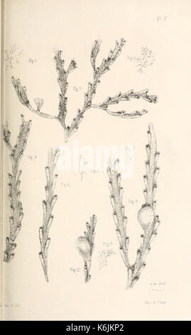 Katalog der marine Polyzoa in der... British Museum BHL 8706984 Stockfoto