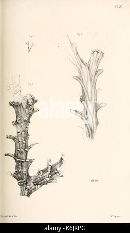 Katalog der marine Polyzoa in der... British Museum BHL 8707002 Stockfoto