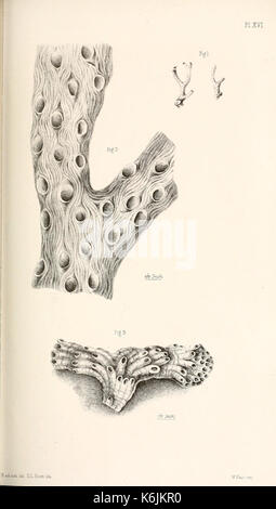 Katalog der marine Polyzoa in der... British Museum BHL 8707012 Stockfoto