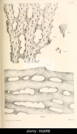 Katalog der marine Polyzoa in der... British Museum BHL 8707020 Stockfoto