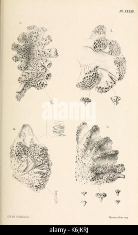 Katalog der marine Polyzoa in der... British Museum BHL 8707048 Stockfoto