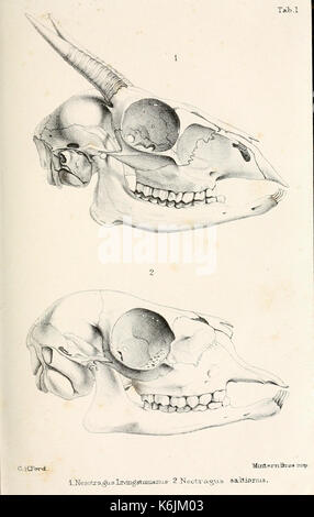 Katalog von Wiederkäuern Mammalia (Pecora, Linnaeus) im Britischen Museum BHL 8707872 Stockfoto