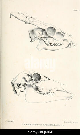 Katalog von Wiederkäuern Mammalia (Pecora, Linnaeus) im Britischen Museum BHL 8707874 Stockfoto