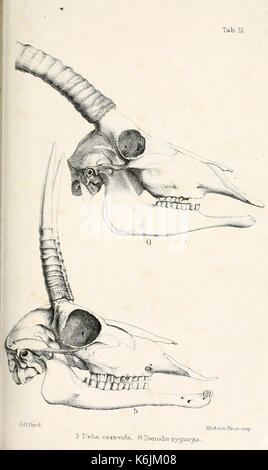 Katalog von Wiederkäuern Mammalia (Pecora, Linnaeus) im Britischen Museum BHL 8707876 Stockfoto