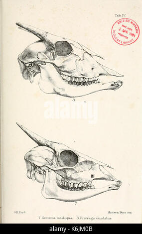 Katalog von Wiederkäuern Mammalia (Pecora, Linnaeus) im Britischen Museum BHL 8707878 Stockfoto