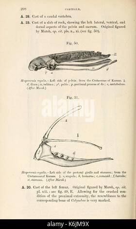 Katalog der fossile Vögel im British Museum (Natural History) (Seite 208) BHL 8389991 Stockfoto