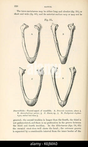 Katalog der fossile Vögel im British Museum (Natural History) (Seite 220) BHL 8390003 Stockfoto