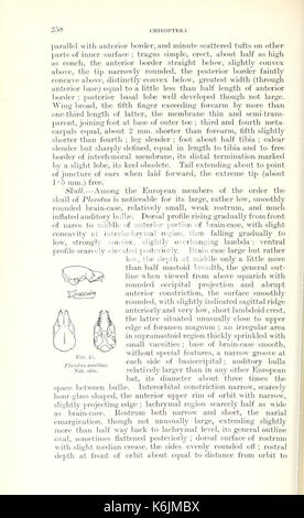 Katalog der Säugetiere des westlichen Europa (Europa ohne Russland) in der Sammlung des British Museum (Seite 258) BHL 8421577 Stockfoto