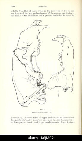 Katalog der Säugetiere des westlichen Europa (Europa ohne Russland) in der Sammlung des British Museum (Seite 300) BHL 8421619