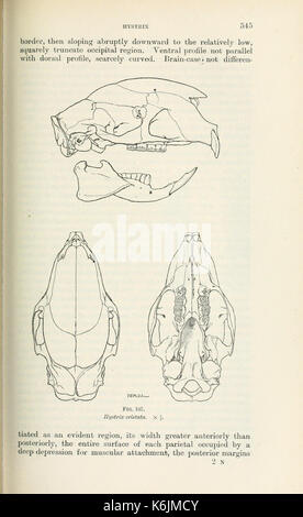 Katalog der Säugetiere des westlichen Europa (Europa ohne Russland) in der Sammlung des British Museum (Seite 545) BHL 8421864 Stockfoto