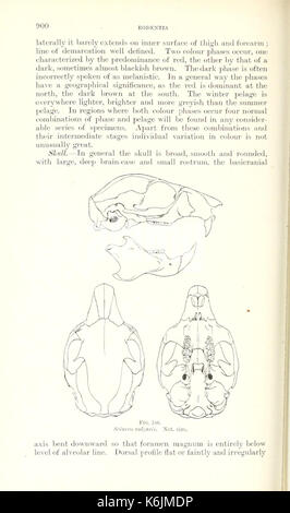 Katalog der Säugetiere des westlichen Europa (Europa ohne Russland) in der Sammlung des British Museum (Seite 900) BHL 8422219
