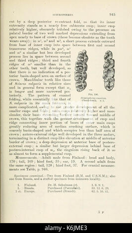 Katalog der Säugetiere des westlichen Europa (Europa ohne Russland) in der Sammlung des British Museum (Seite 945) BHL 8422264 Stockfoto