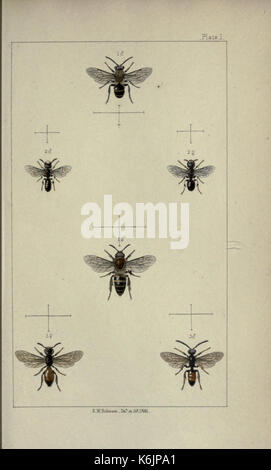 Britische Bienen eine Einführung in das Studium der Naturgeschichte und der Wirtschaft der Bienen indigenen auf die Britischen Inseln BHL 19072778 Stockfoto