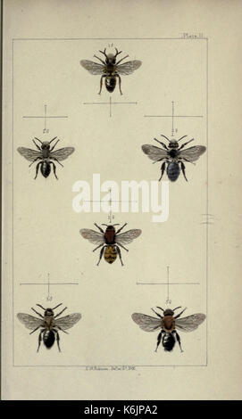 Britische Bienen eine Einführung in das Studium der Naturgeschichte und der Wirtschaft der Bienen indigenen auf die Britischen Inseln BHL 19072782 Stockfoto