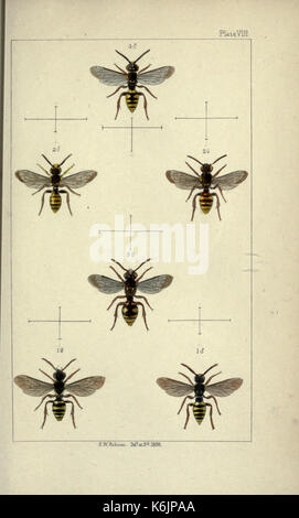 Britische Bienen eine Einführung in das Studium der Naturgeschichte und der Wirtschaft der Bienen indigenen auf die Britischen Inseln BHL 19072806 Stockfoto