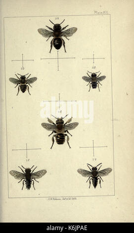 Britische Bienen eine Einführung in das Studium der Naturgeschichte und der Wirtschaft der Bienen indigenen auf die Britischen Inseln BHL 19072822 Stockfoto