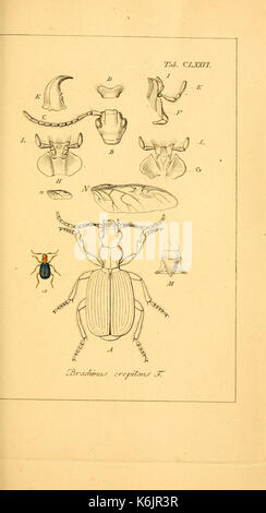 Deutschlands Insecten (Tab. CLXXVI) BHL 12829159 Stockfoto