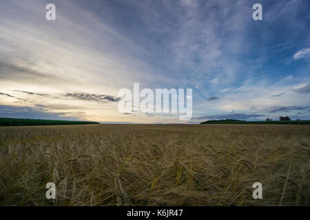 Deutschland - großes Feld von Gerste zwischen endlosen grünen Felder des Mais im Sommer in der Dämmerung Stockfoto