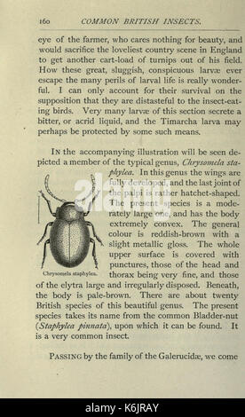 Gemeinsame britische Insekten von den typischen Käfer, Motten und Schmetterlinge von Großbritannien (Seite 160) BHL 20045479 Stockfoto