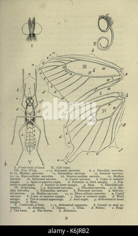 Gemeinsame britische Insekten von den typischen Käfer, Motten und Schmetterlinge von Großbritannien (Seite 177) BHL 20045496 Stockfoto