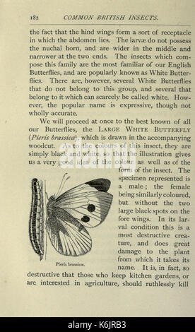 Gemeinsame britische Insekten von den typischen Käfer, Motten und Schmetterlinge von Großbritannien (Seite 182) BHL 20045501 Stockfoto
