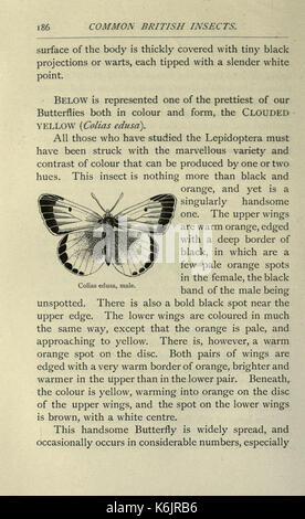 Gemeinsame britische Insekten von den typischen Käfer, Motten und Schmetterlinge von Großbritannien (Seite 186) BHL 20045505 Stockfoto