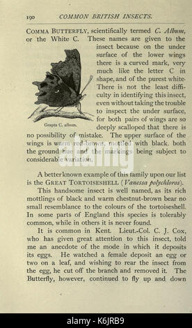 Gemeinsame britische Insekten von den typischen Käfer, Motten und Schmetterlinge von Großbritannien (Seite 190) BHL 20045509 Stockfoto