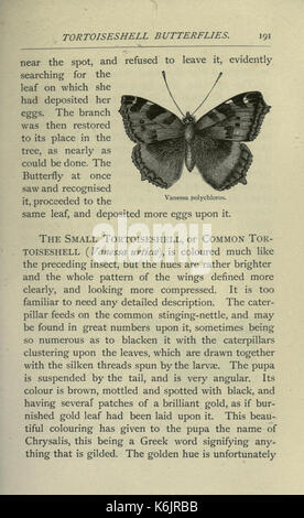 Gemeinsame britische Insekten von den typischen Käfer, Motten und Schmetterlinge von Großbritannien (Seite 191) BHL 20045510 Stockfoto