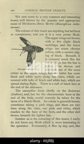 Gemeinsame britische Insekten von den typischen Käfer, Motten und Schmetterlinge von Großbritannien (Seite 210) BHL 20045529 Stockfoto